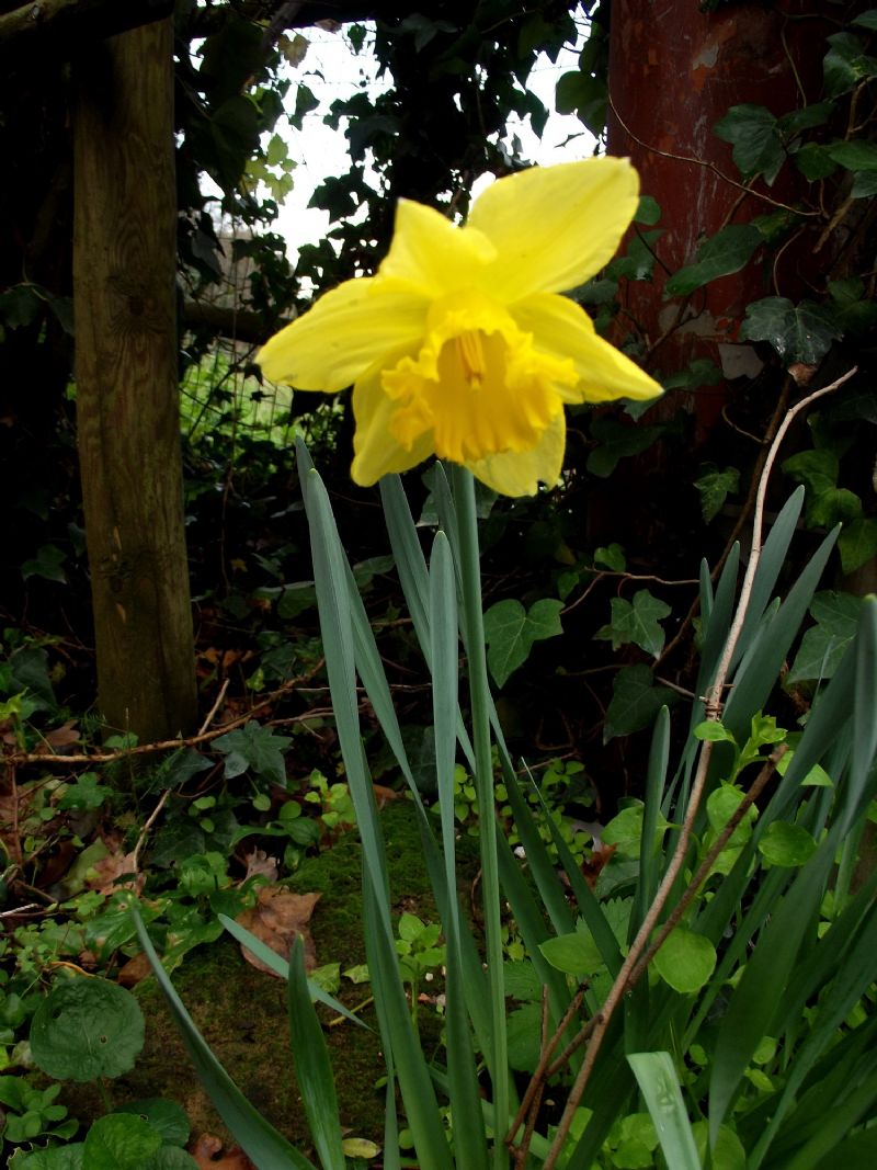 Narcissus pseudonarcissus?