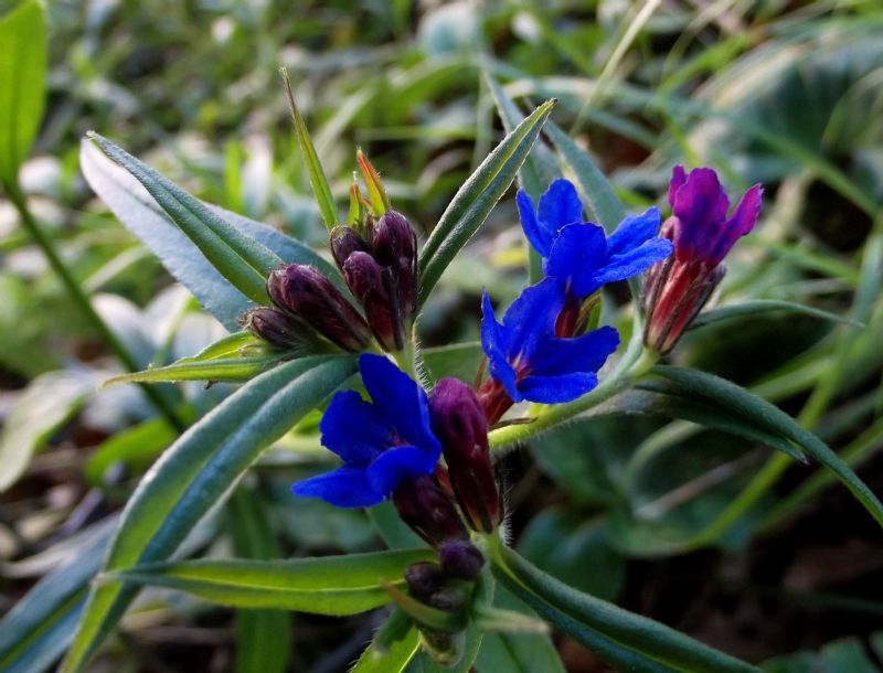 Genziana? No, Buglossoides purpurocaerulea (Boraginales - Boraginaceae)