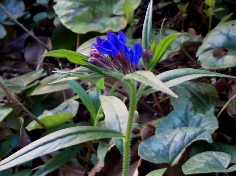 Genziana? No, Buglossoides purpurocaerulea (Boraginales - Boraginaceae)