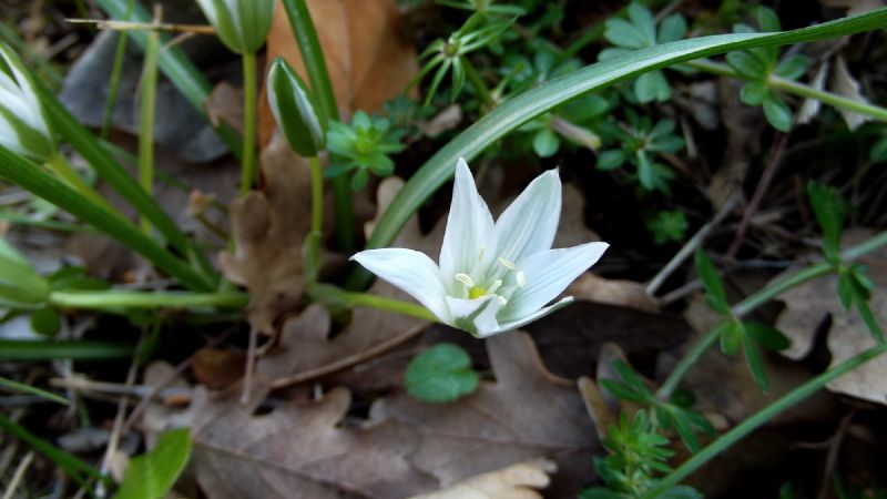Ornithogalum refractum / Oranitogalo refratto