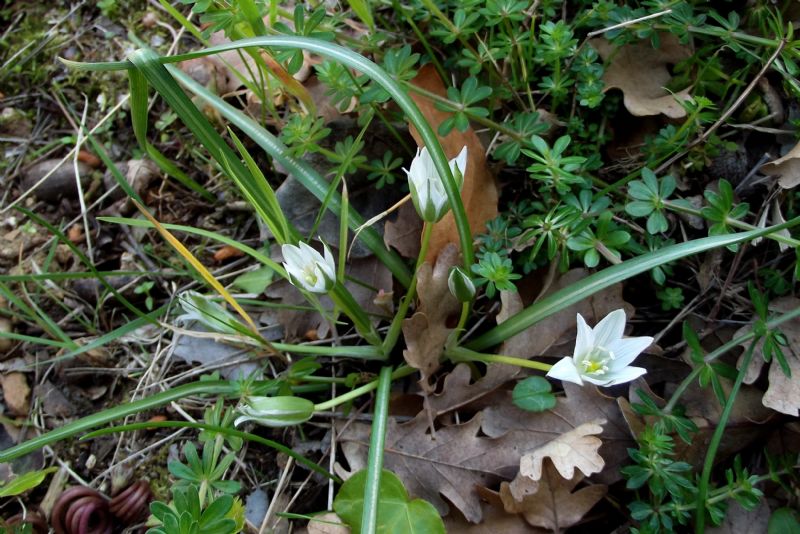 Ornithogalum refractum / Oranitogalo refratto