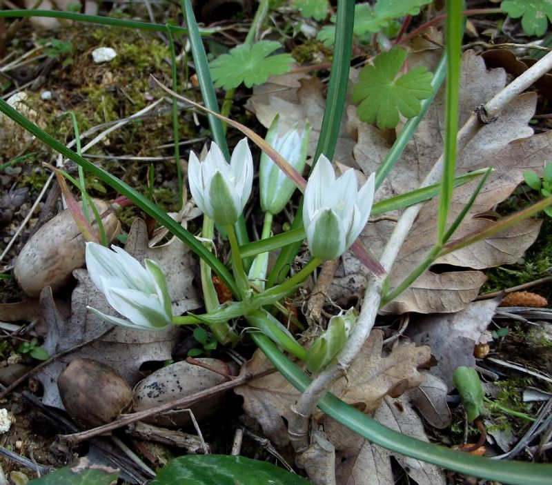 Ornithogalum refractum / Oranitogalo refratto