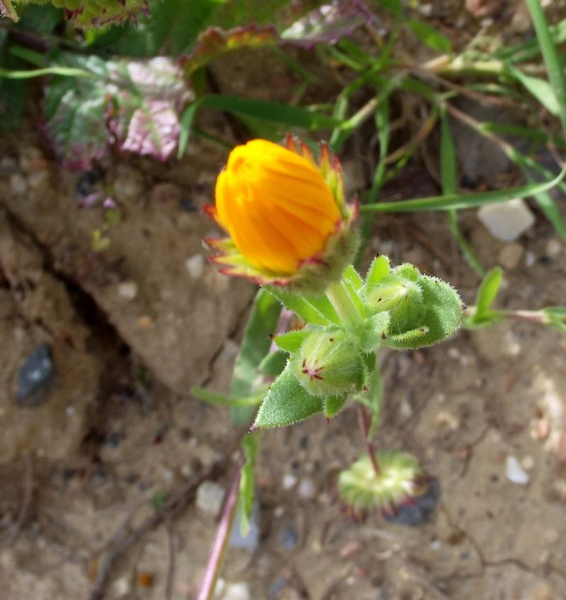 Calendula arvensis  (Asteraceae)