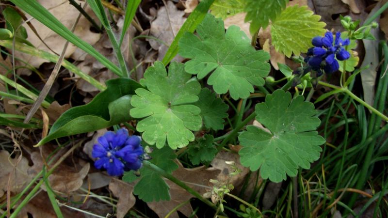 Muscari neglectum (Asparagaceae)