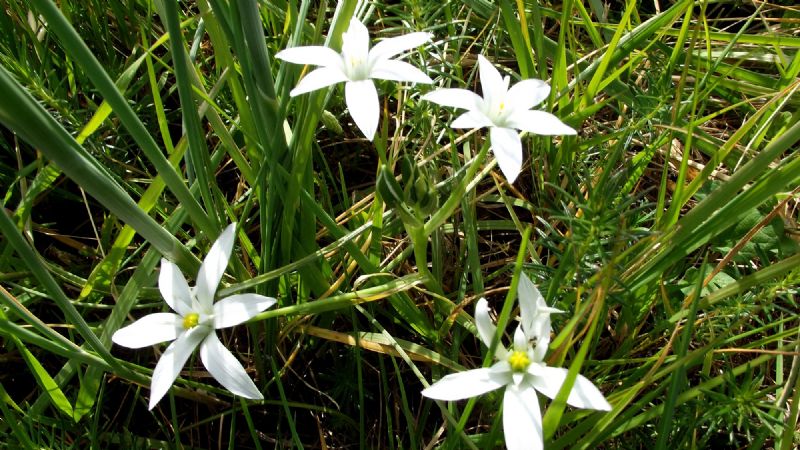 Ornithogalum