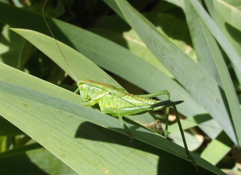Ninfa di Tettigonia viridissima, femmina