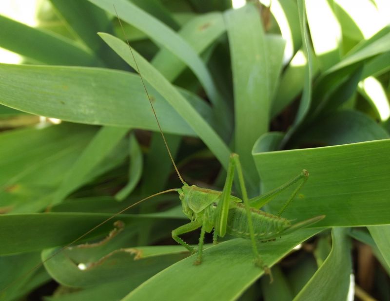 Ninfa di Tettigonia viridissima, femmina