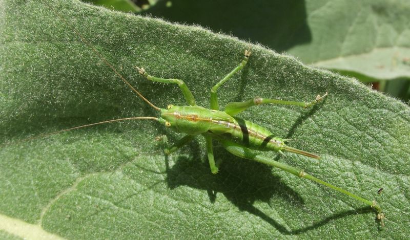 Ninfa di Tettigonia viridissima, femmina