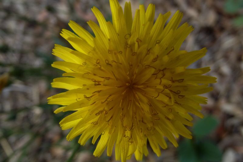 Reichardia picroides (Asteraceae)