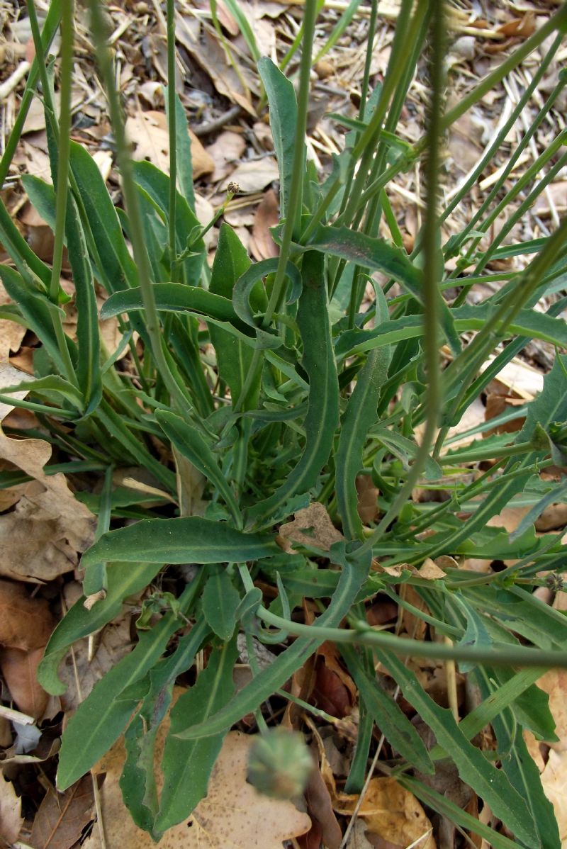 Reichardia picroides (Asteraceae)