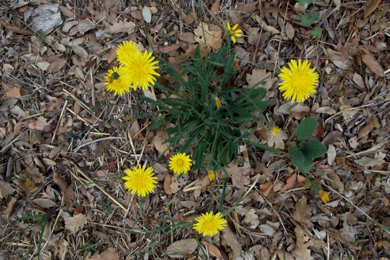 Reichardia picroides (Asteraceae)