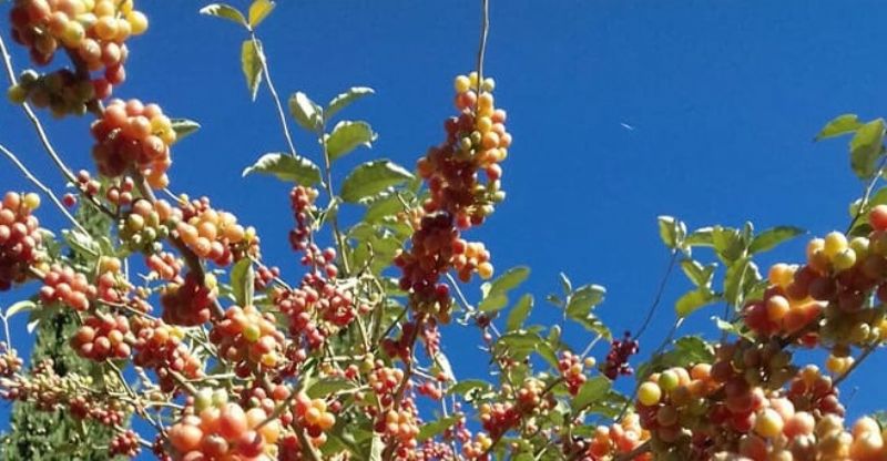 albero con piccoli frutti: Elaeagnus umbellata /goumi del Giappone