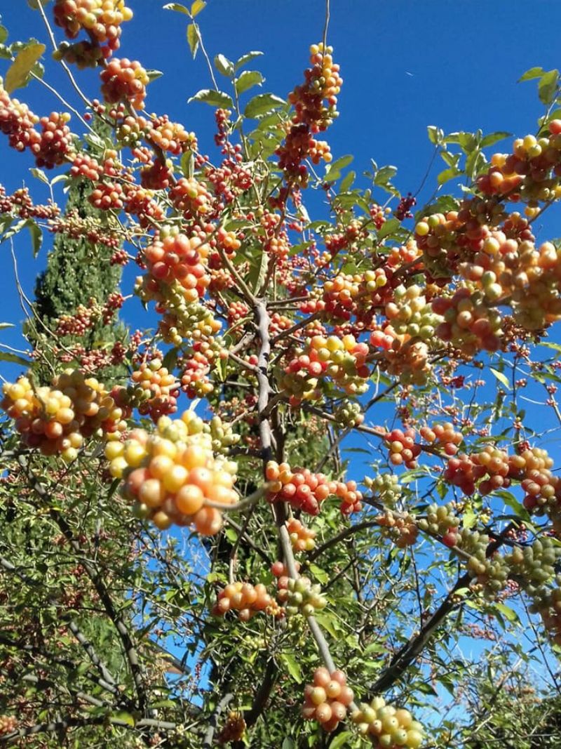 albero con piccoli frutti: Elaeagnus umbellata /goumi del Giappone