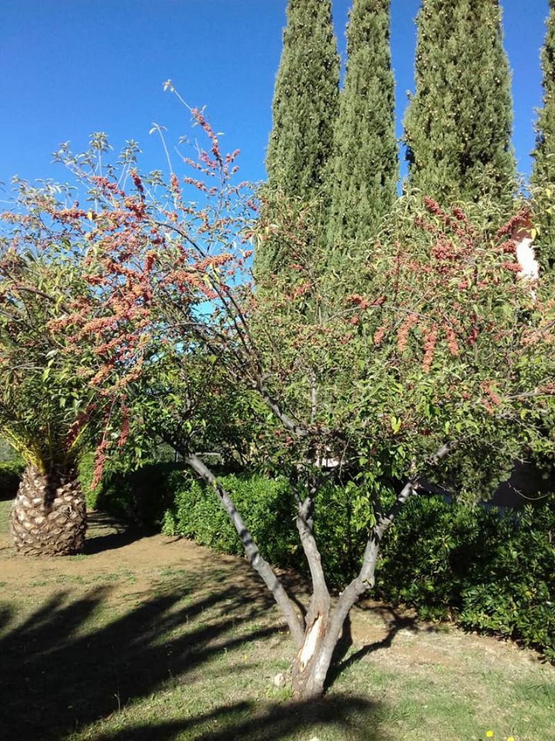 albero con piccoli frutti: Elaeagnus umbellata /goumi del Giappone