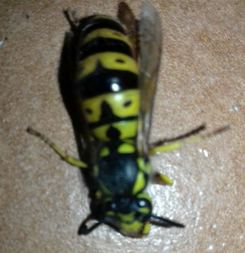 femmina (fondatrice) di Vespula germanica