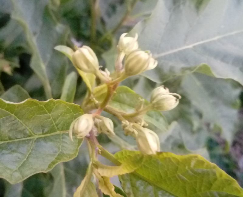 Solanum cfr. bonariense
