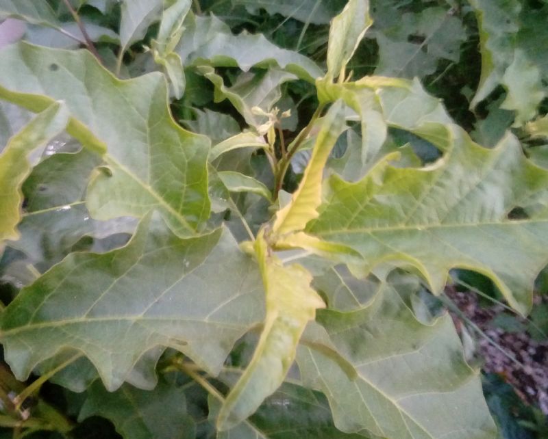 Solanum cfr. bonariense