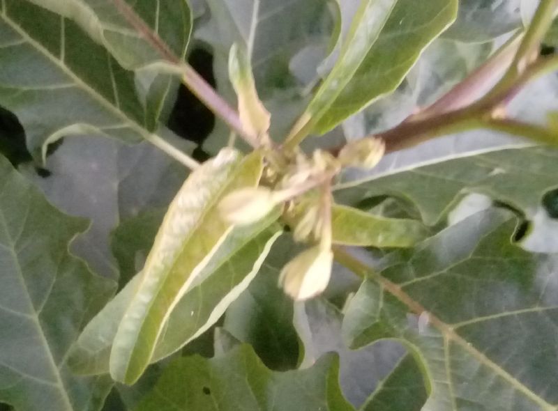 Solanum cfr. bonariense