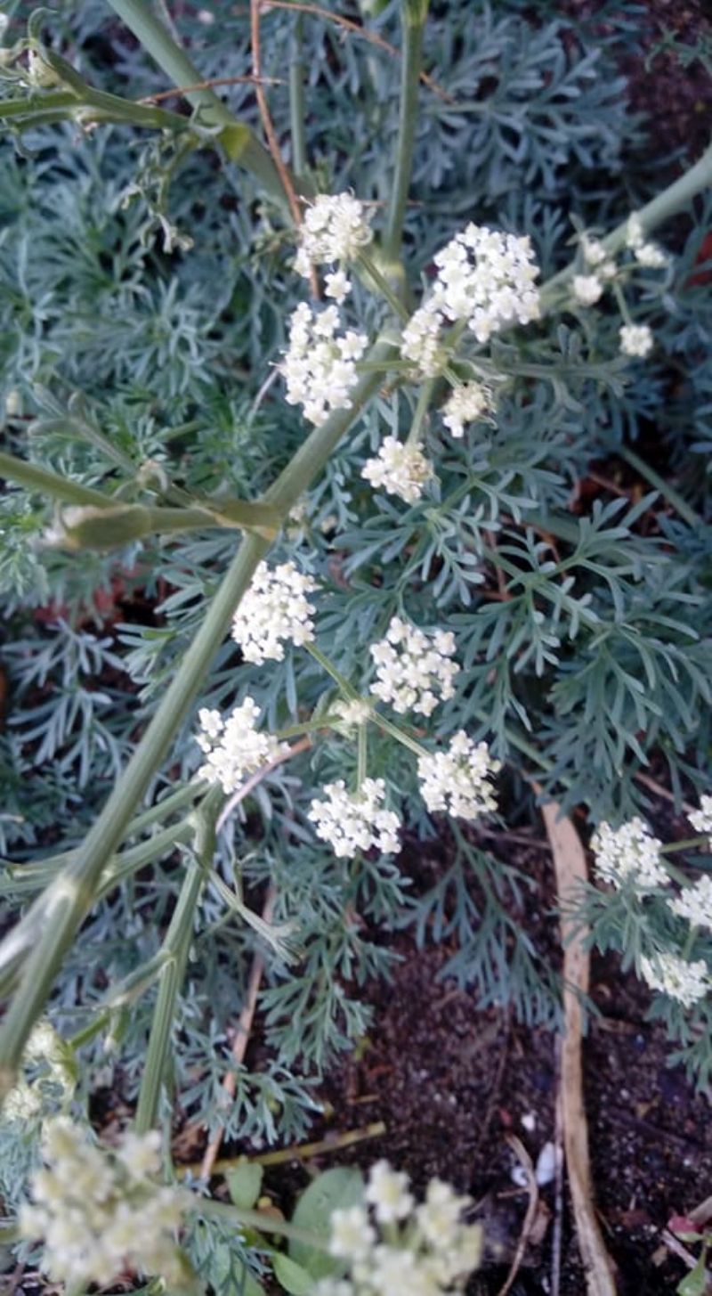 piccola pianta sulla spiaggia:   Seseli tortuosum (Apiaceae)