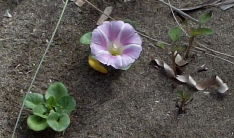 Convolvulus soldanella (=Calystegia soldanella) / Soldanella di mare