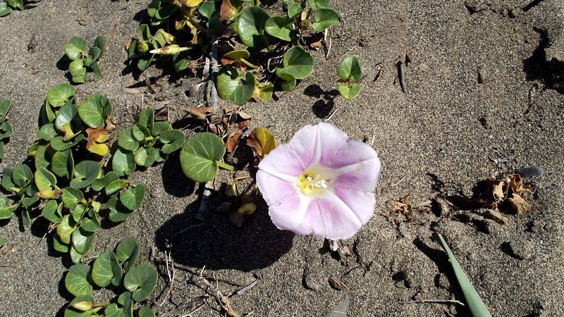 Convolvulus soldanella (=Calystegia soldanella) / Soldanella di mare