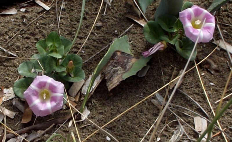 Convolvulus soldanella (=Calystegia soldanella) / Soldanella di mare