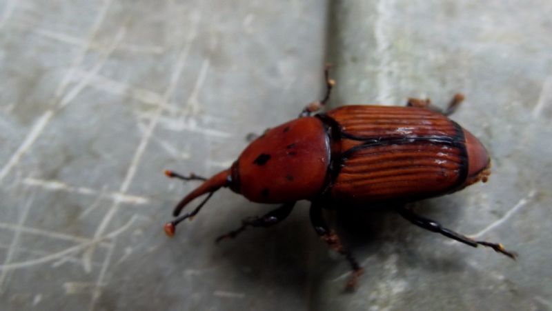 Curculionidae?  No, Dryophthoridae: Rhynchophorus ferrugineus