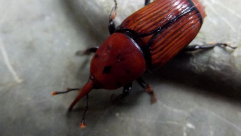 Curculionidae?  No, Dryophthoridae: Rhynchophorus ferrugineus