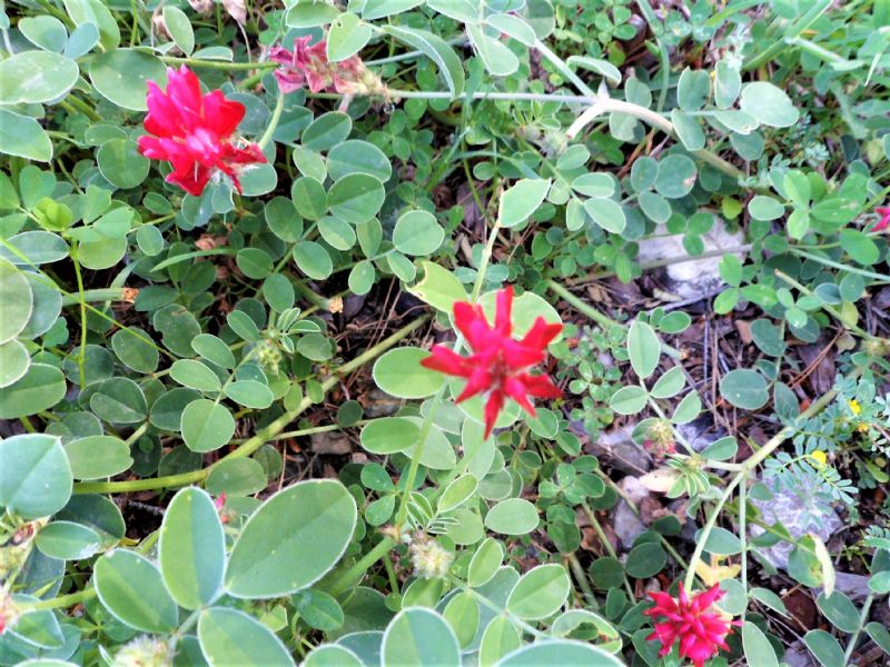 fabacea - cfr. Sulla coronaria