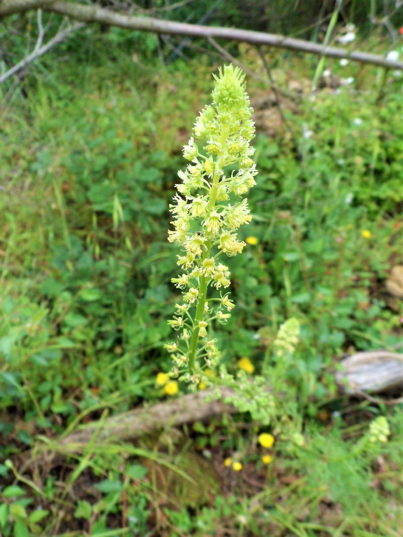 Spiga di fiori giallini - Reseda sp.