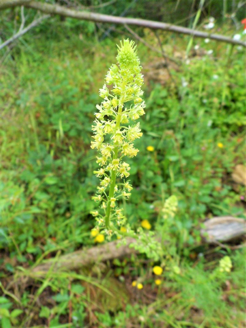 Spiga di fiori giallini - Reseda sp.