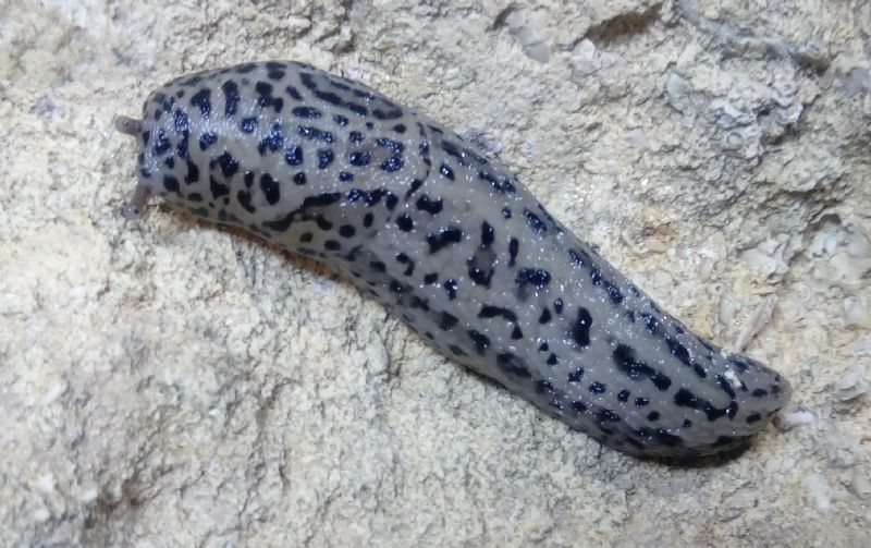 Limax maximus-gruppo da Bibbona (LI)