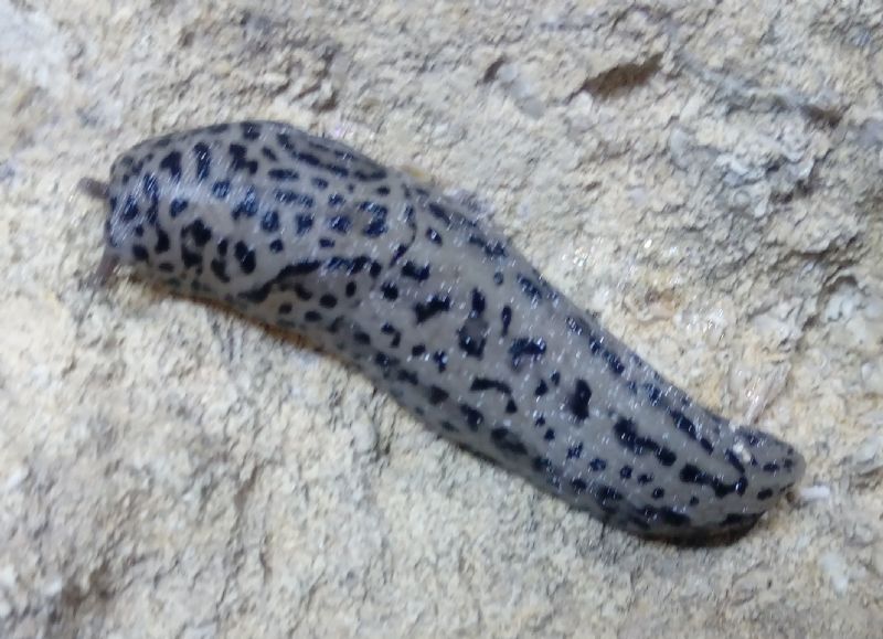 Limax maximus-gruppo da Bibbona (LI)