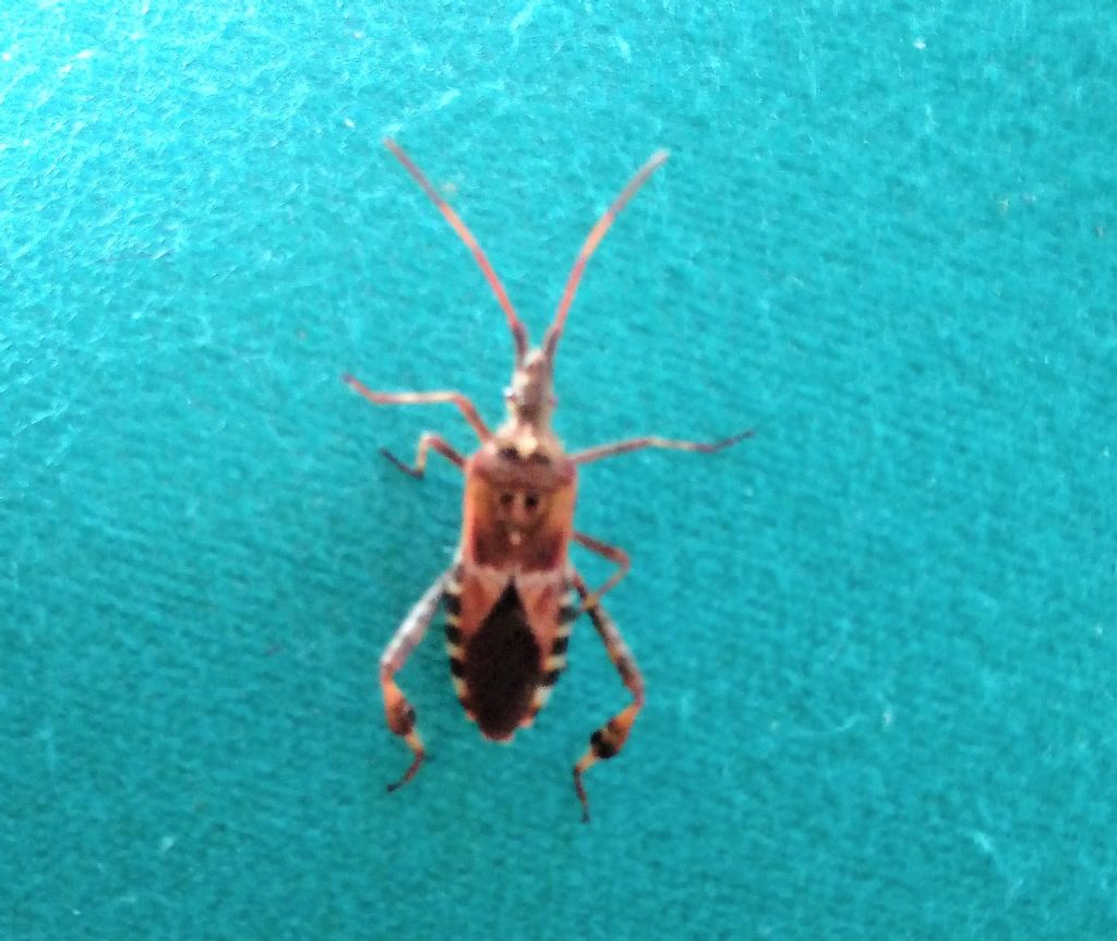 Coreidae: Leptoglossus occidentalis