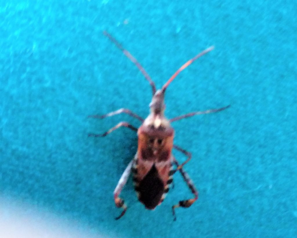Coreidae: Leptoglossus occidentalis