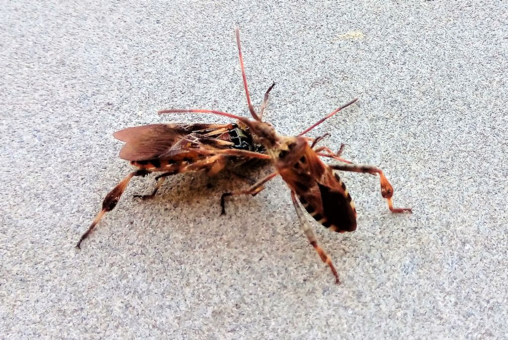 Coreidae: Leptoglossus occidentalis