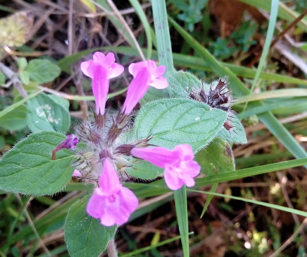 piccola lamiacea:  Clinopodium vulgare