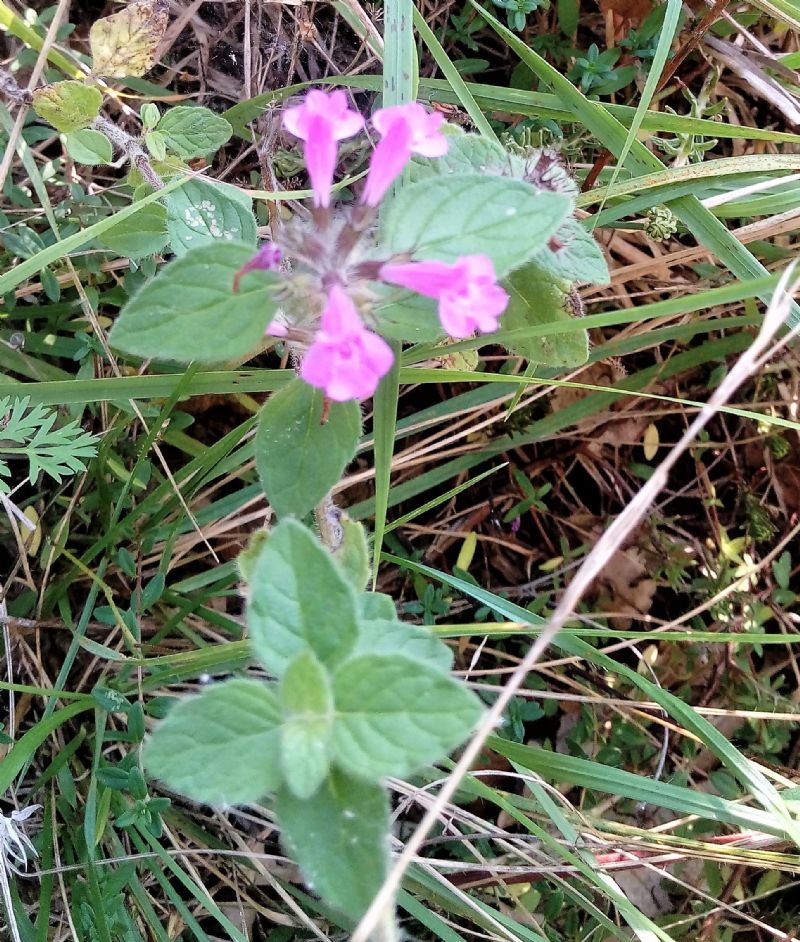 piccola lamiacea:  Clinopodium vulgare