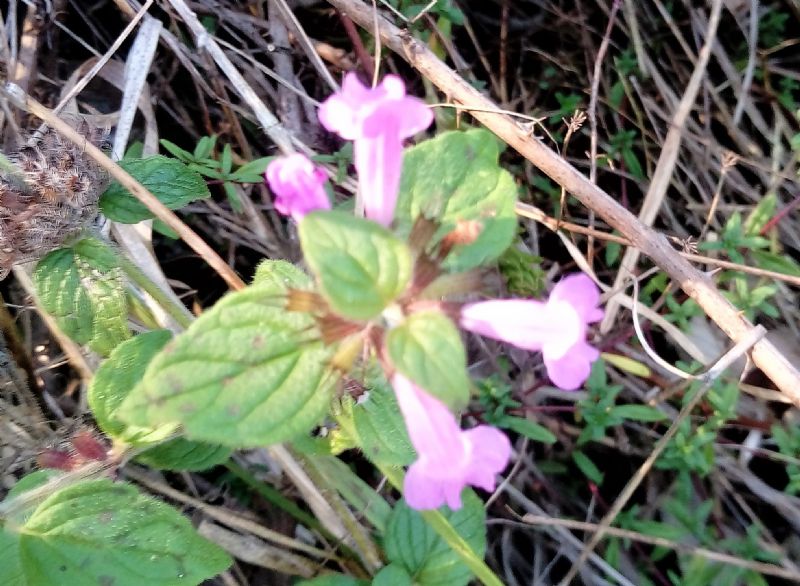 piccola lamiacea:  Clinopodium vulgare