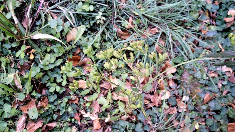 Apiaceae: Pastinaca sativa