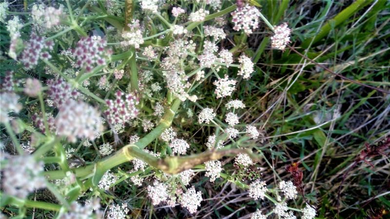 apiacea?cfr. Seseli tortuosum