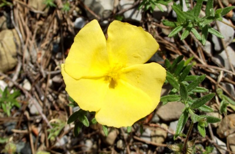 fiore giallo
