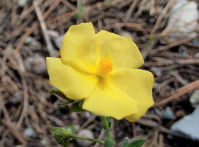 fiore giallo