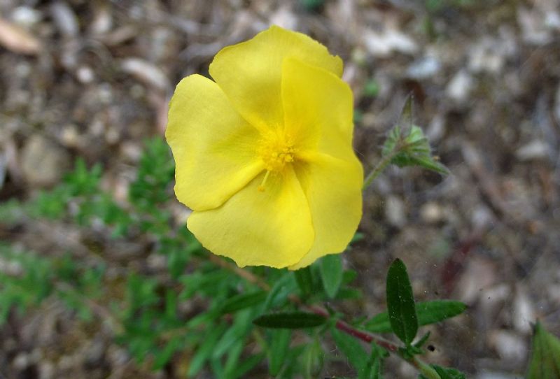 fiore giallo