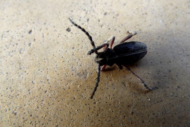 Cerambycidae: Dorcadion etruscum