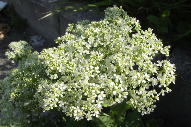 Apiacea?  No, Lepidium draba (Brassicaceae)