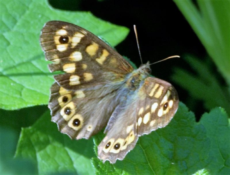 Pararge aegeria (Nymphalidae Satyrinae)