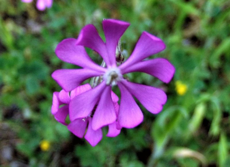 Silene sp. (Caryophyllaceae)