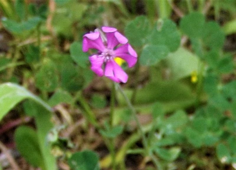 Silene sp. (Caryophyllaceae)