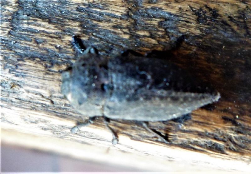 Buprestidae: Capnodis tenebricosa tenebricosa